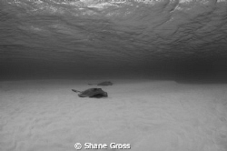 Whiptail rays in Bahamas lagoon by Shane Gross 